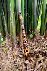 Side Blown Flute - The Small Minor